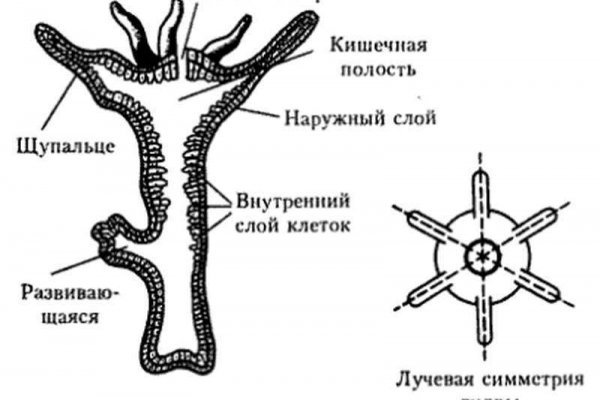 Ссылка на кракен официальный сайт