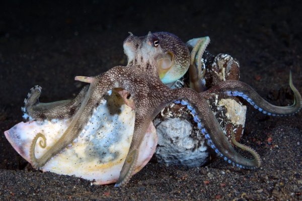 Кракен официальный сайт krakens13 at